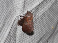 Lappet Moth
